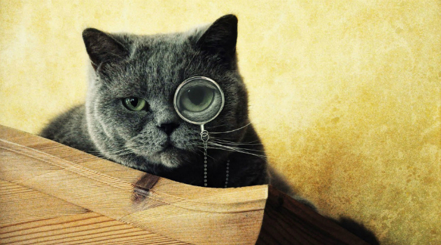 котмонокль